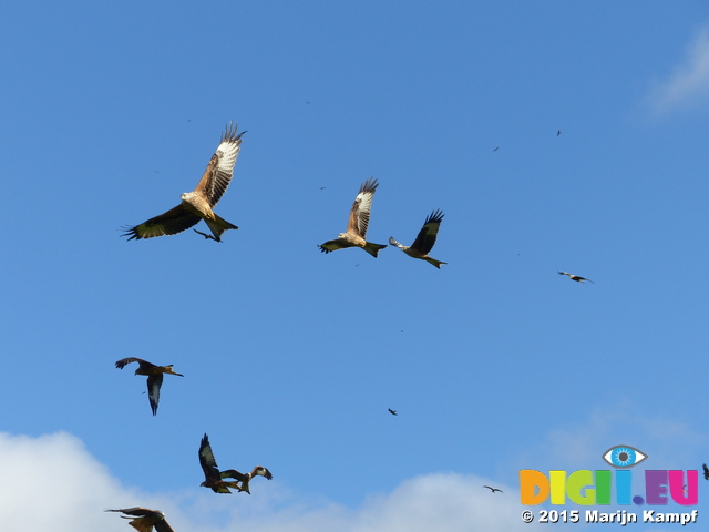 FZ023357 Red kites (Milvus milvus)